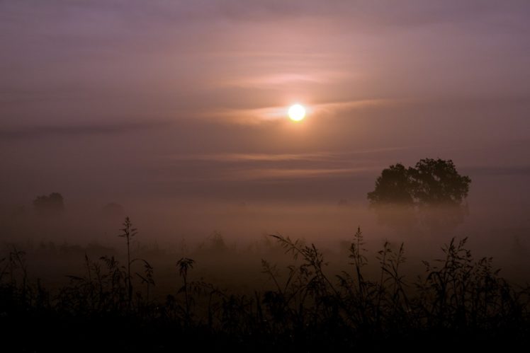 sun, Grass, Fog, Trees, Sunrise, Sunset, Landscape HD Wallpaper Desktop Background