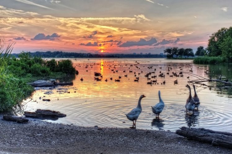 texas, Hdr, Sunset, Sunrise, Bird, Swan, Swans, White, Rock, Lake HD Wallpaper Desktop Background