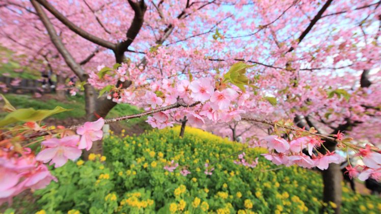 nature, Pink, Flowers, Green HD Wallpaper Desktop Background