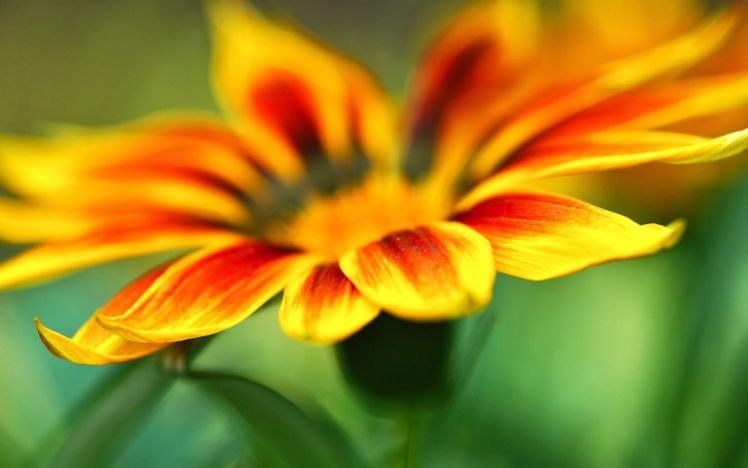 flower, Red, Yellov, Orange, Nature HD Wallpaper Desktop Background
