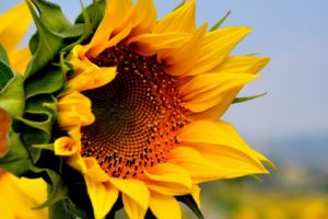 sun, Sunflower, Yellow, Beautiful
