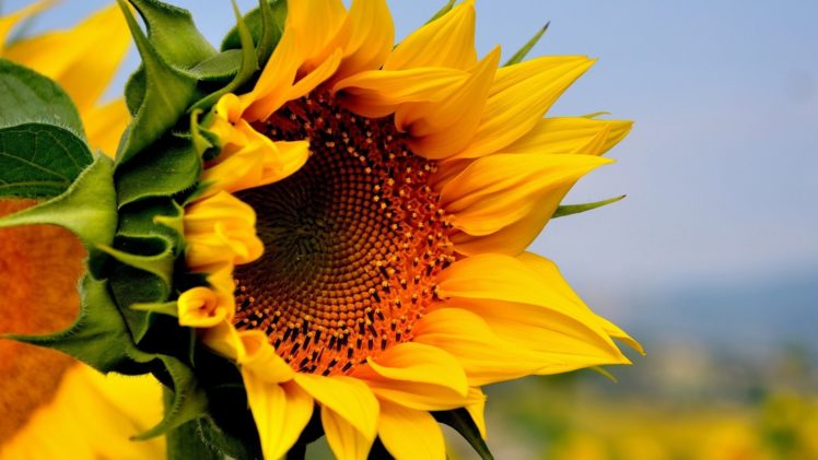 sun, Sunflower, Yellow, Beautiful HD Wallpaper Desktop Background