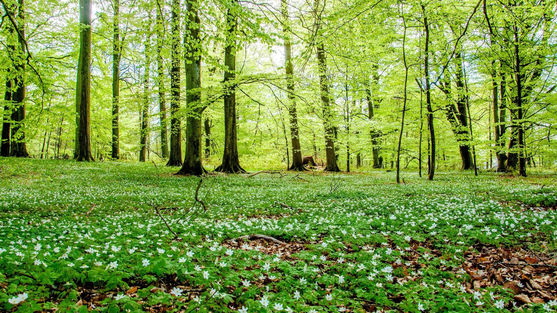 forest, Green, Woods, Flowers, Nature Wallpaper