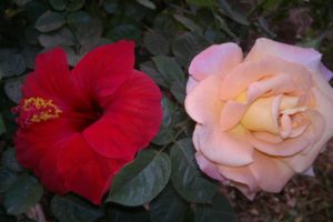 flowers, Rose, Red, Pink, Together