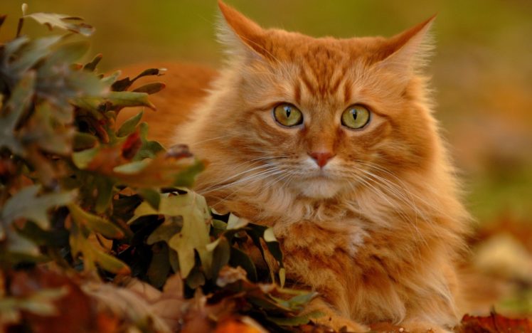 cat, Look, Orange, Pet, Animal, Cute HD Wallpaper Desktop Background