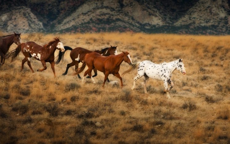 horses, 212 HD Wallpaper Desktop Background