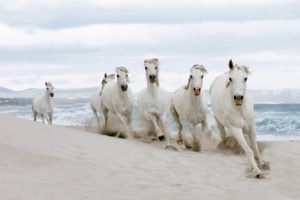 horses, In, Beach