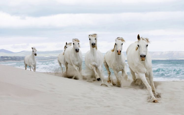 horses, In, Beach HD Wallpaper Desktop Background