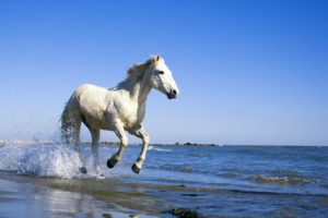 horse, In, Beach