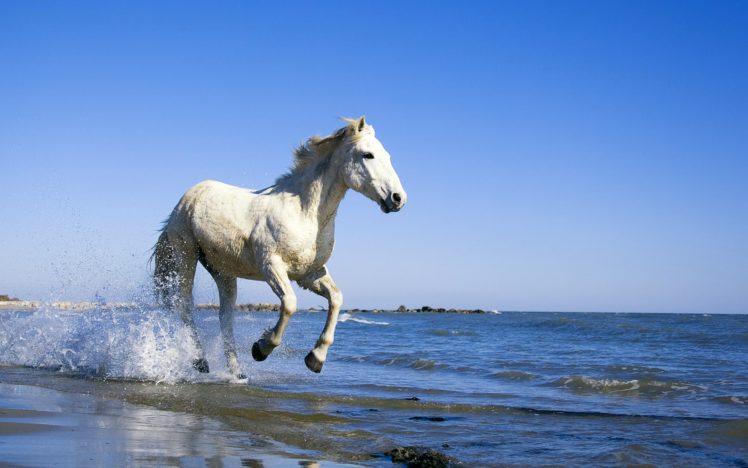 horse, In, Beach HD Wallpaper Desktop Background