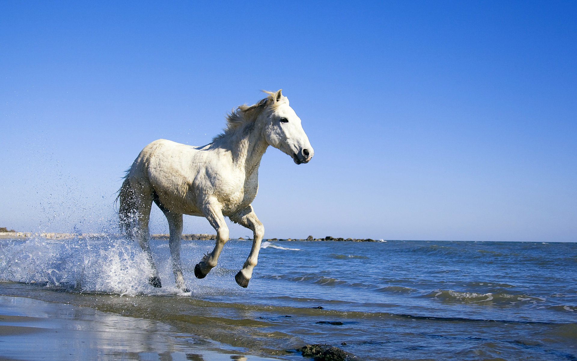 horse, In, Beach Wallpaper