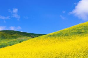 filed, Grass, Yellow, Nature, Sky, Blue