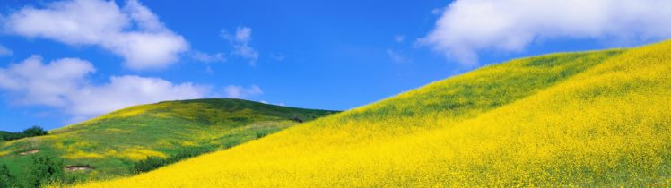 filed, Grass, Yellow, Nature, Sky, Blue HD Wallpaper Desktop Background