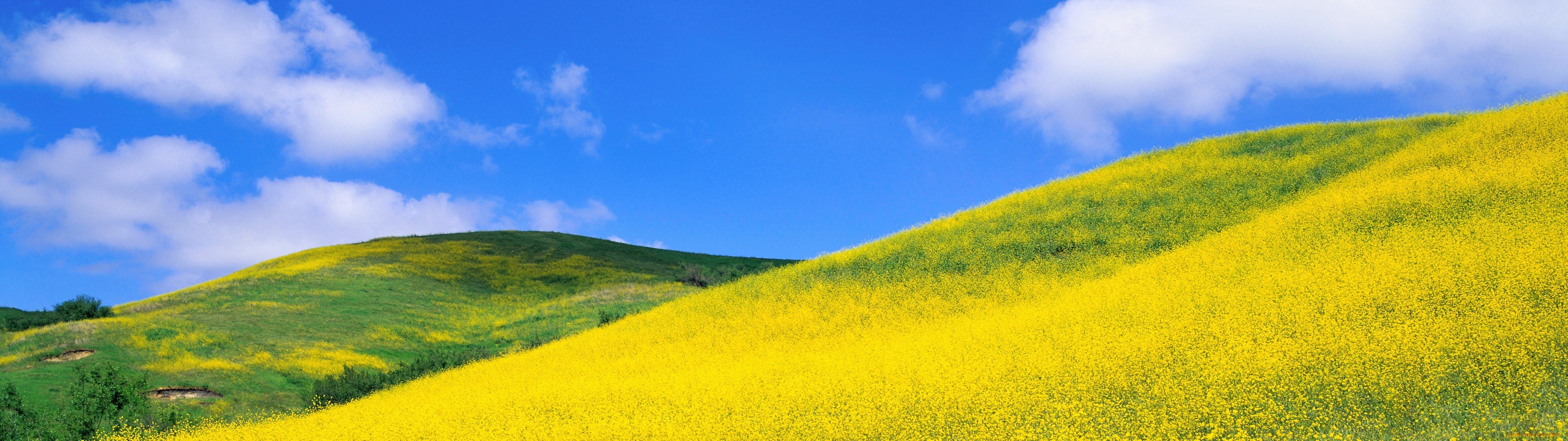filed, Grass, Yellow, Nature, Sky, Blue Wallpaper