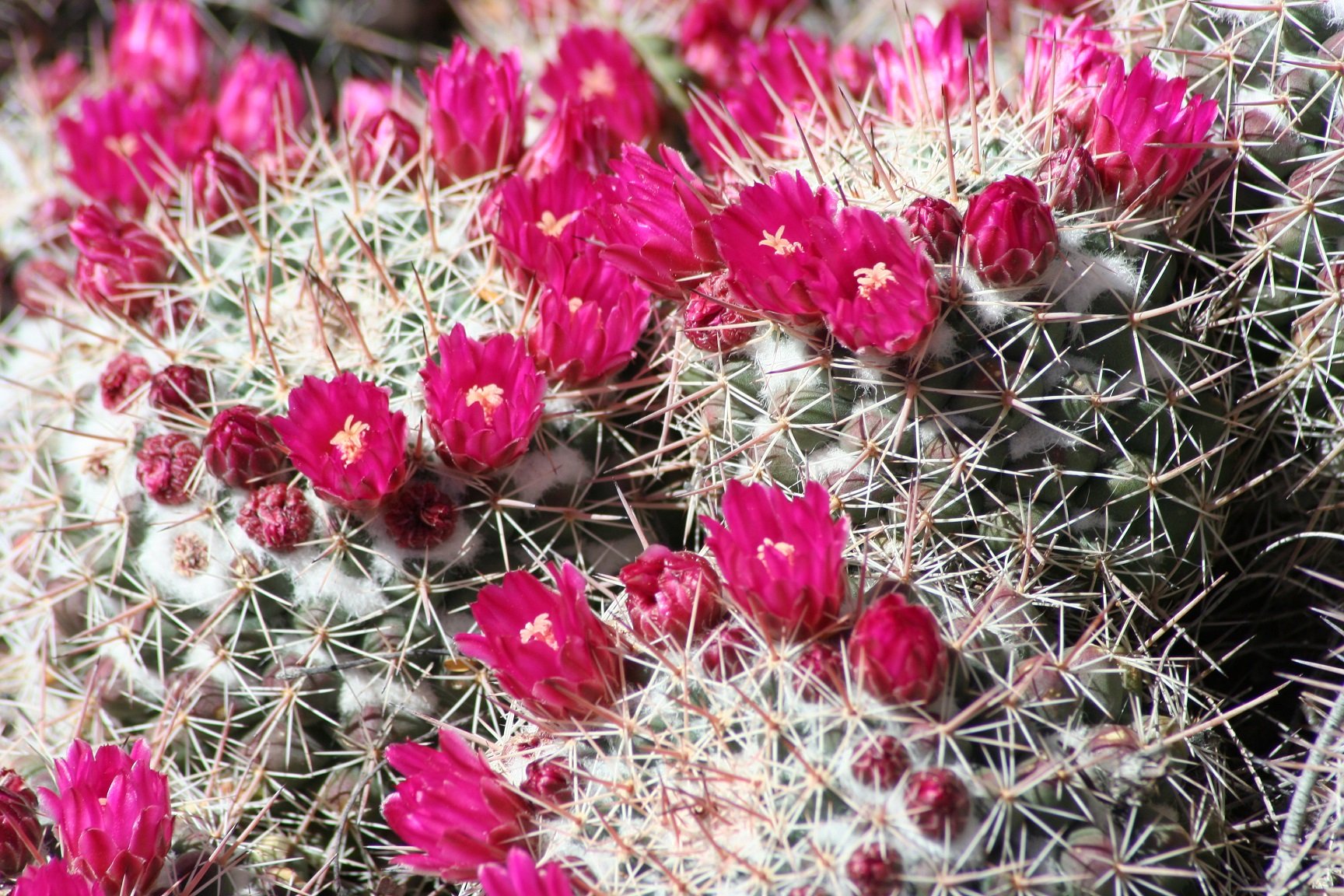 nature, Plants, Cactus, Flowers, Wallpaper Wallpaper