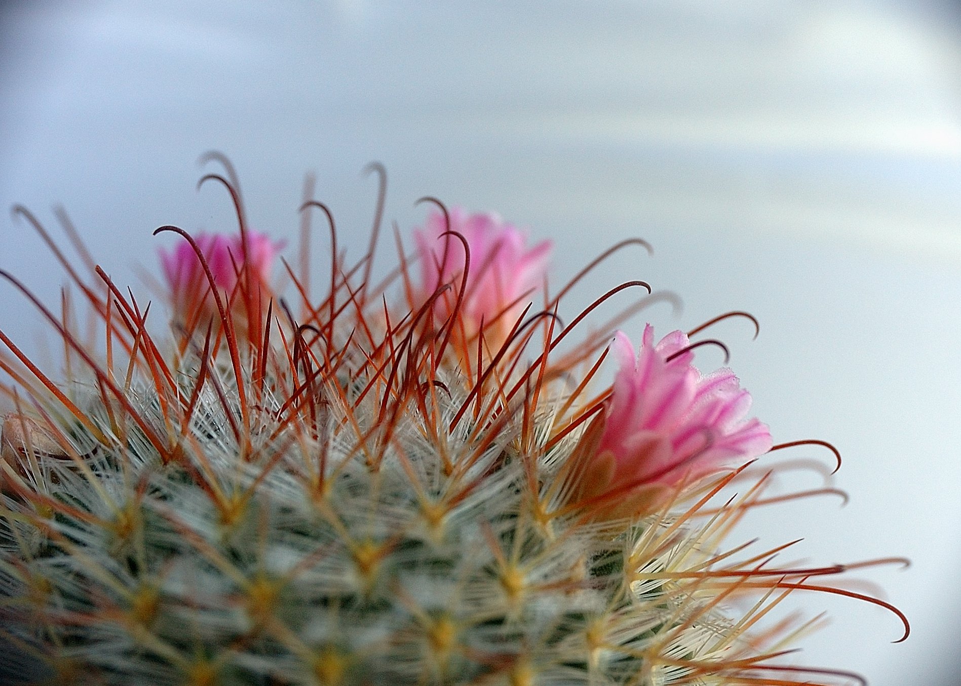 nature, Plants, Cactus, Flowers, Wallpaper Wallpaper