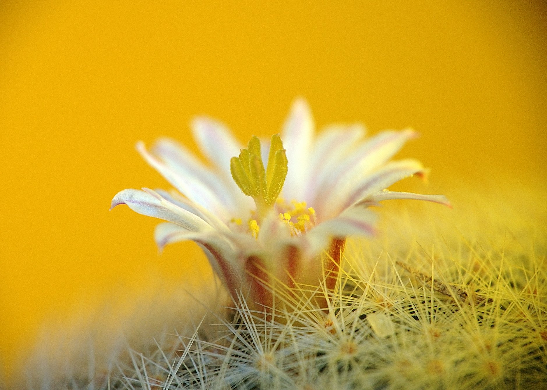 nature, Plants, Cactus, Flowers, Wallpaper Wallpaper