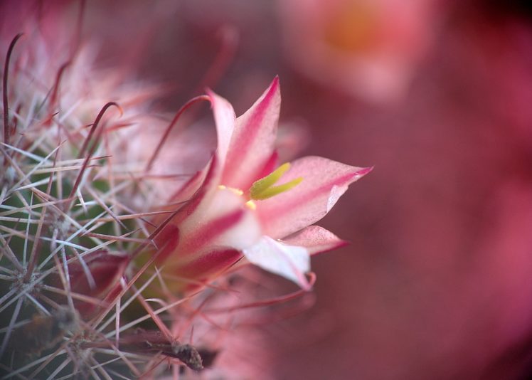 nature, Plants, Cactus, Flowers, Wallpaper HD Wallpaper Desktop Background