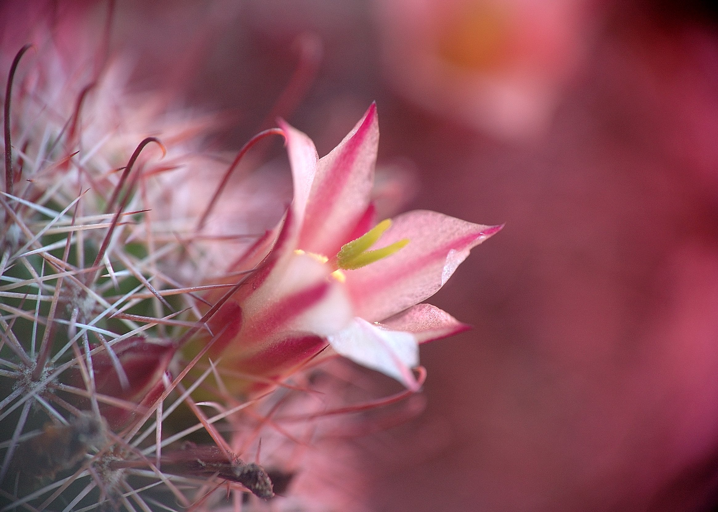 nature, Plants, Cactus, Flowers, Wallpaper Wallpaper