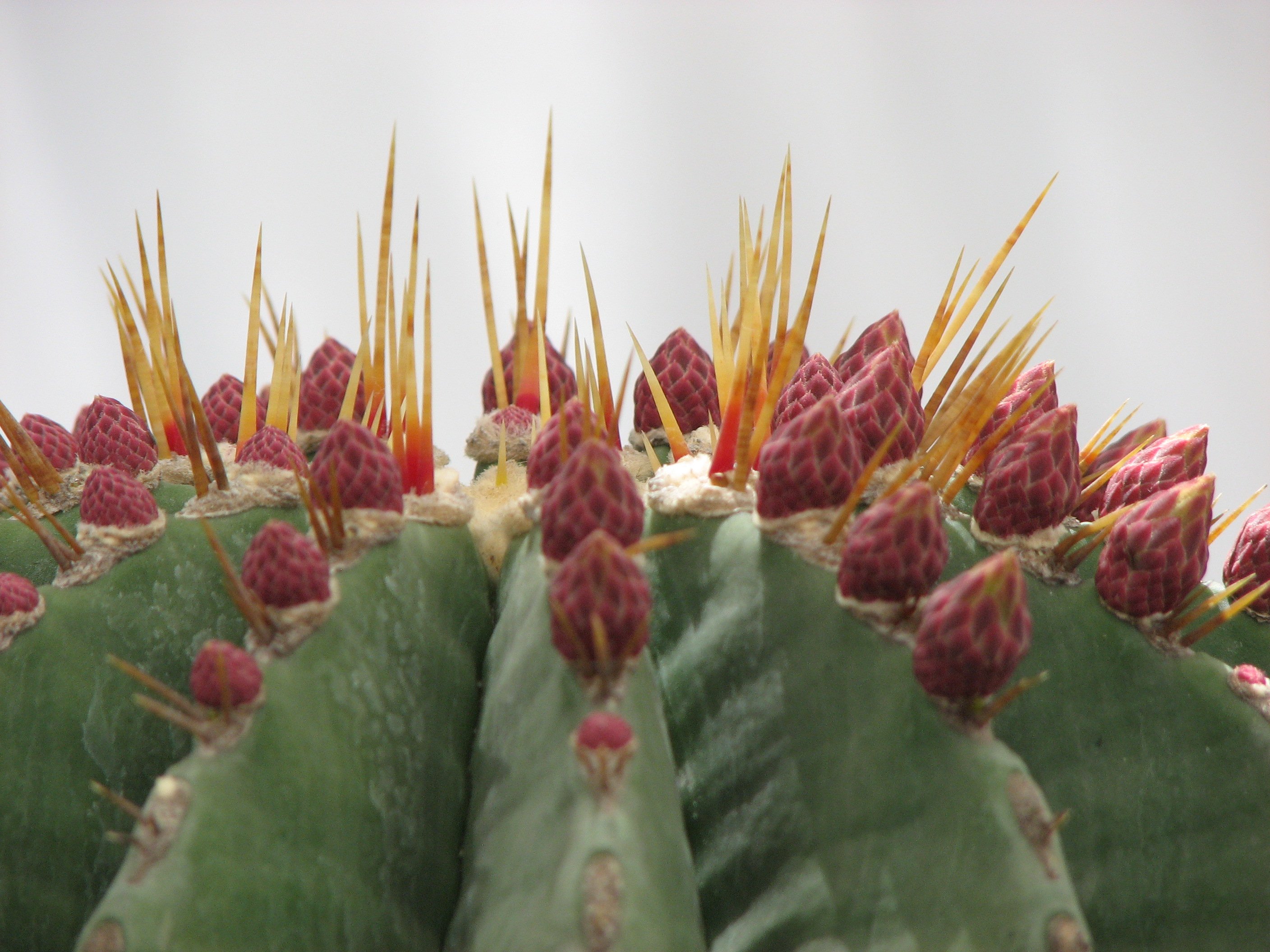 nature, Plants, Cactus, Flowers, Wallpaper Wallpaper