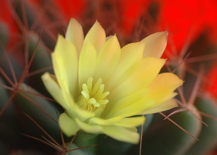 nature, Plants, Cactus, Flowers, Wallpaper HD Wallpaper Desktop Background