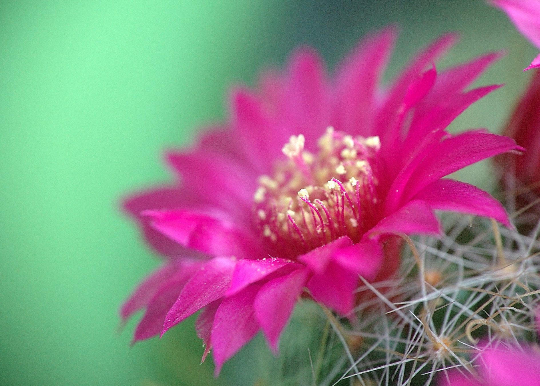 nature, Plants, Cactus, Flowers, Wallpaper Wallpaper