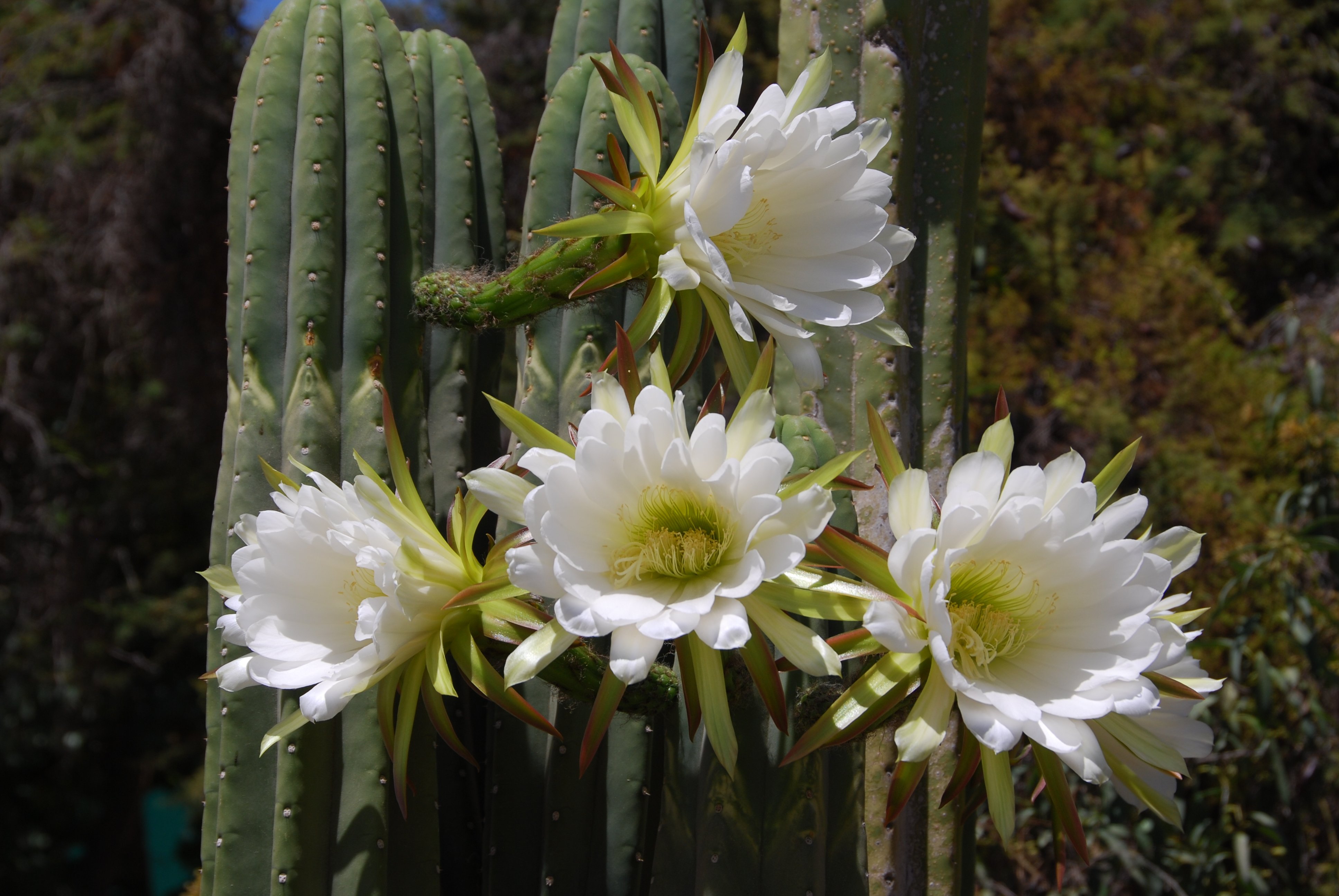 nature, Plants, Cactus, Flowers, Wallpaper Wallpaper