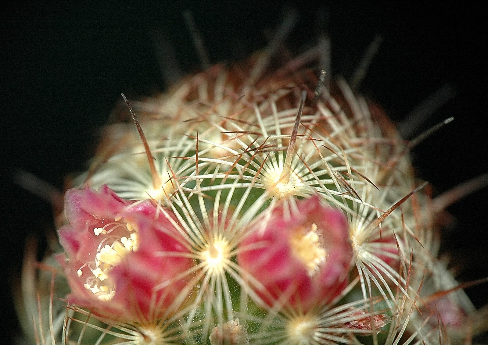 nature, Plants, Cactus, Flowers, Wallpaper Wallpaper