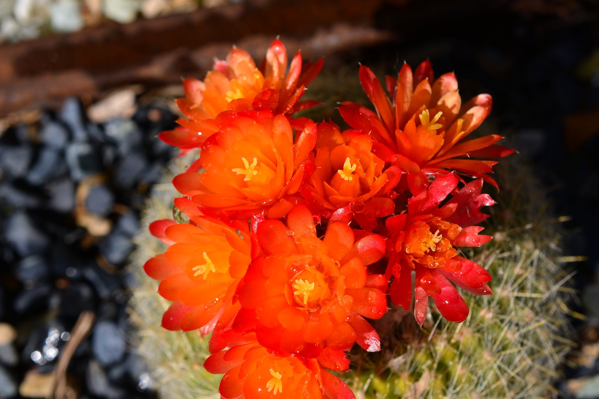nature, Plants, Cactus, Flowers, Wallpaper Wallpaper