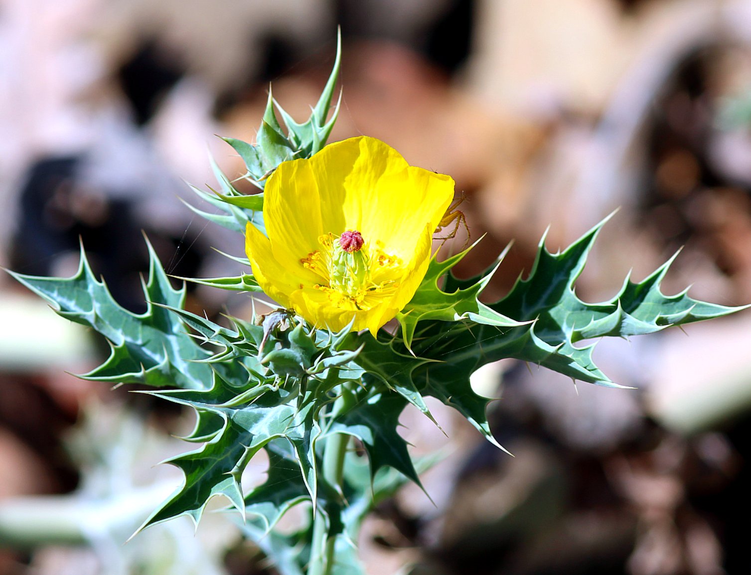 nature, Plants, Cactus, Flowers, Wallpaper Wallpaper