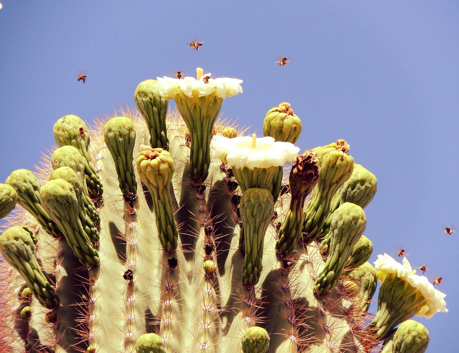 nature, Plants, Cactus, Flowers, Wallpaper Wallpaper
