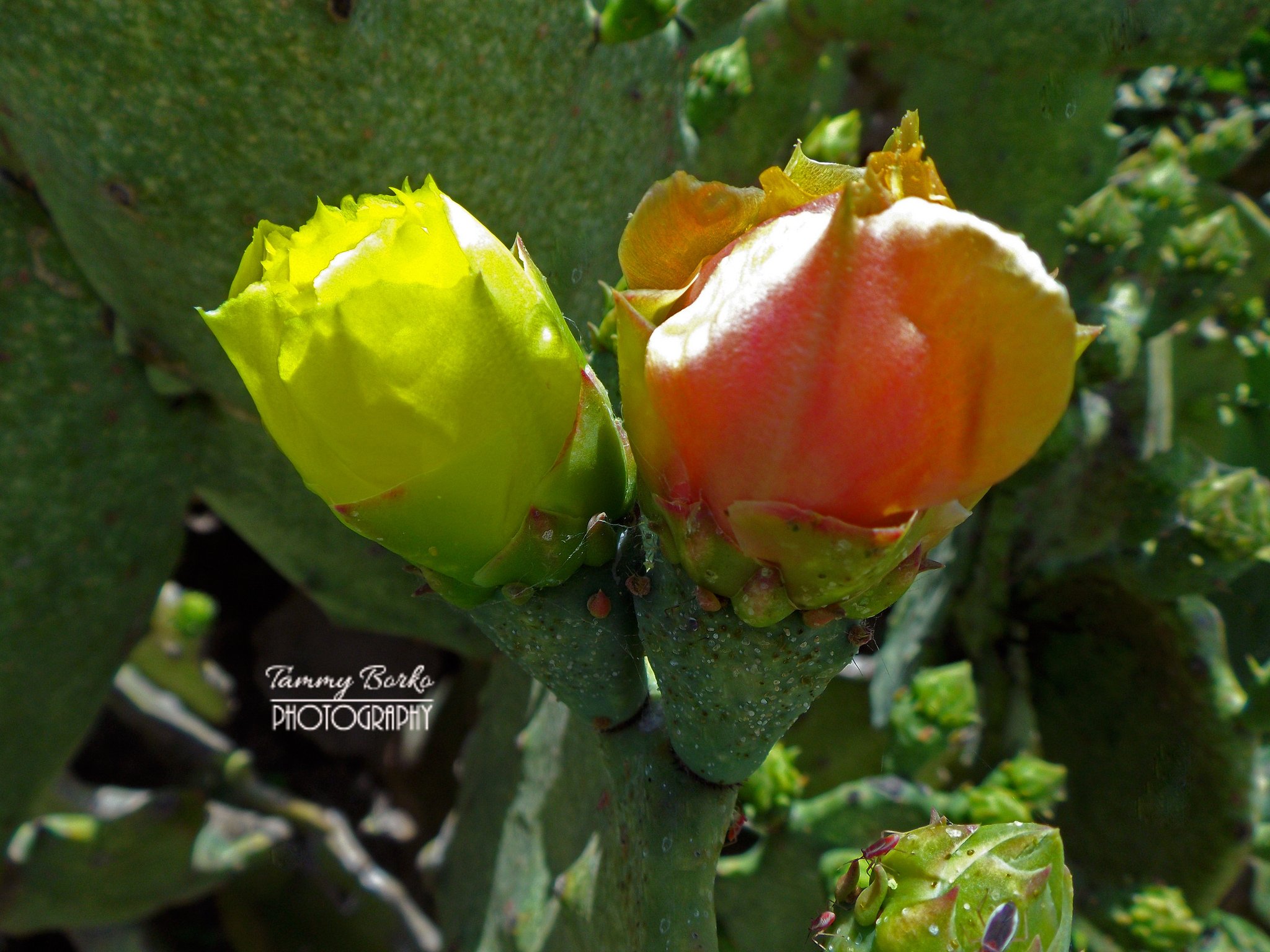 nature, Plants, Cactus, Flowers, Wallpaper Wallpaper