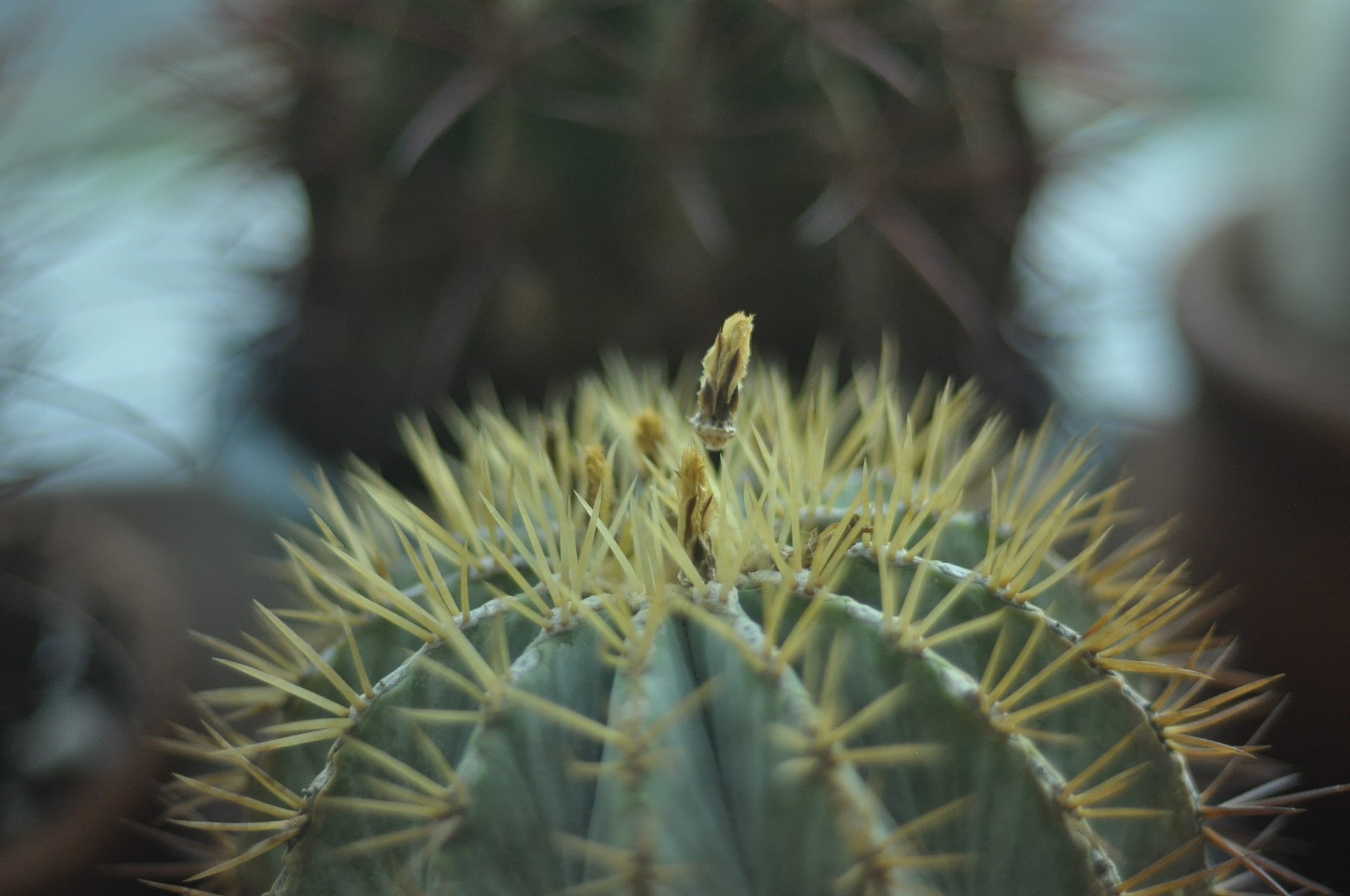 nature, Plants, Cactus, Flowers, Wallpaper Wallpaper