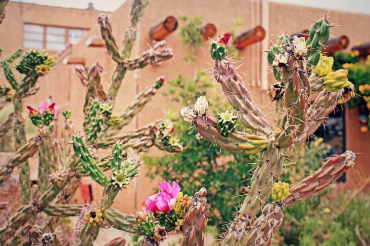 nature, Plants, Cactus, Flowers, Wallpaper HD Wallpaper Desktop Background