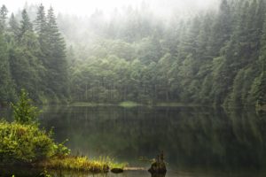 lake, Forest, Wild, Nature, Green