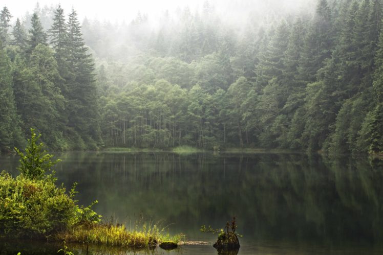 lake, Forest, Wild, Nature, Green HD Wallpaper Desktop Background