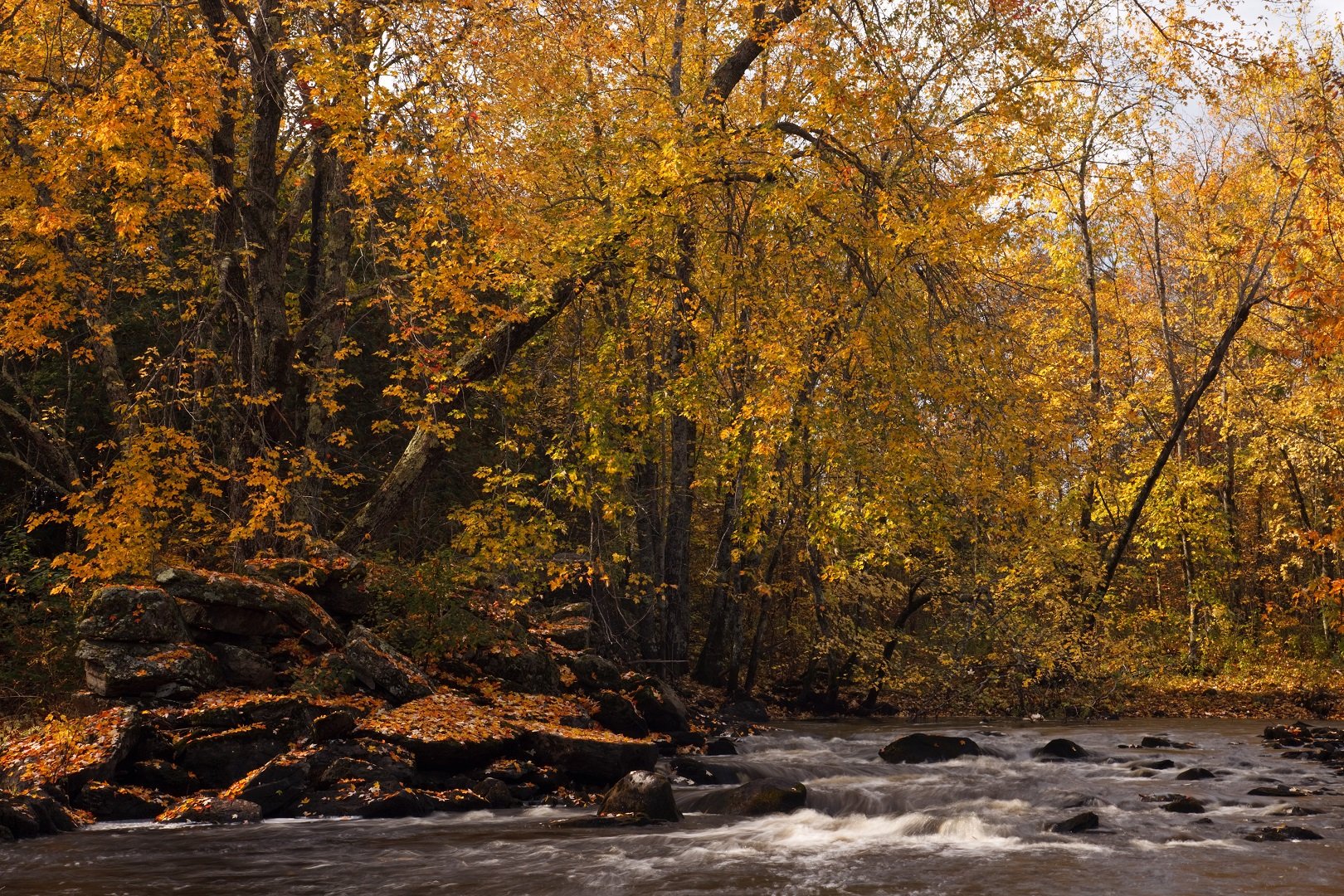 automne, Season, Nature, Landscapes, Rain, Fall, Wallpapers, Leaf, Tree, Campaign, Wet Wallpaper