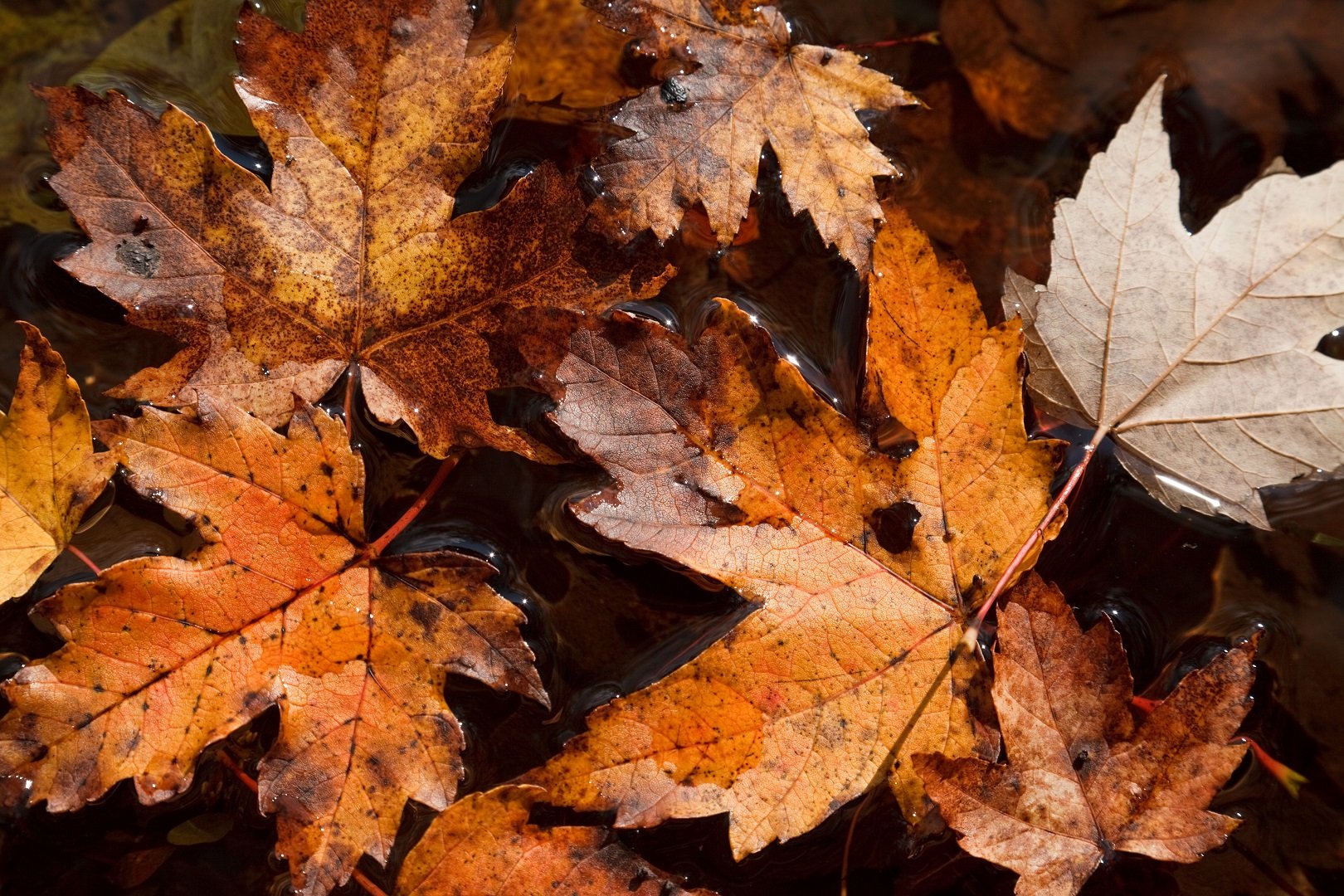 automne, Season, Nature, Landscapes, Rain, Fall, Wallpapers, Leaf, Tree, Campaign, Wet Wallpaper