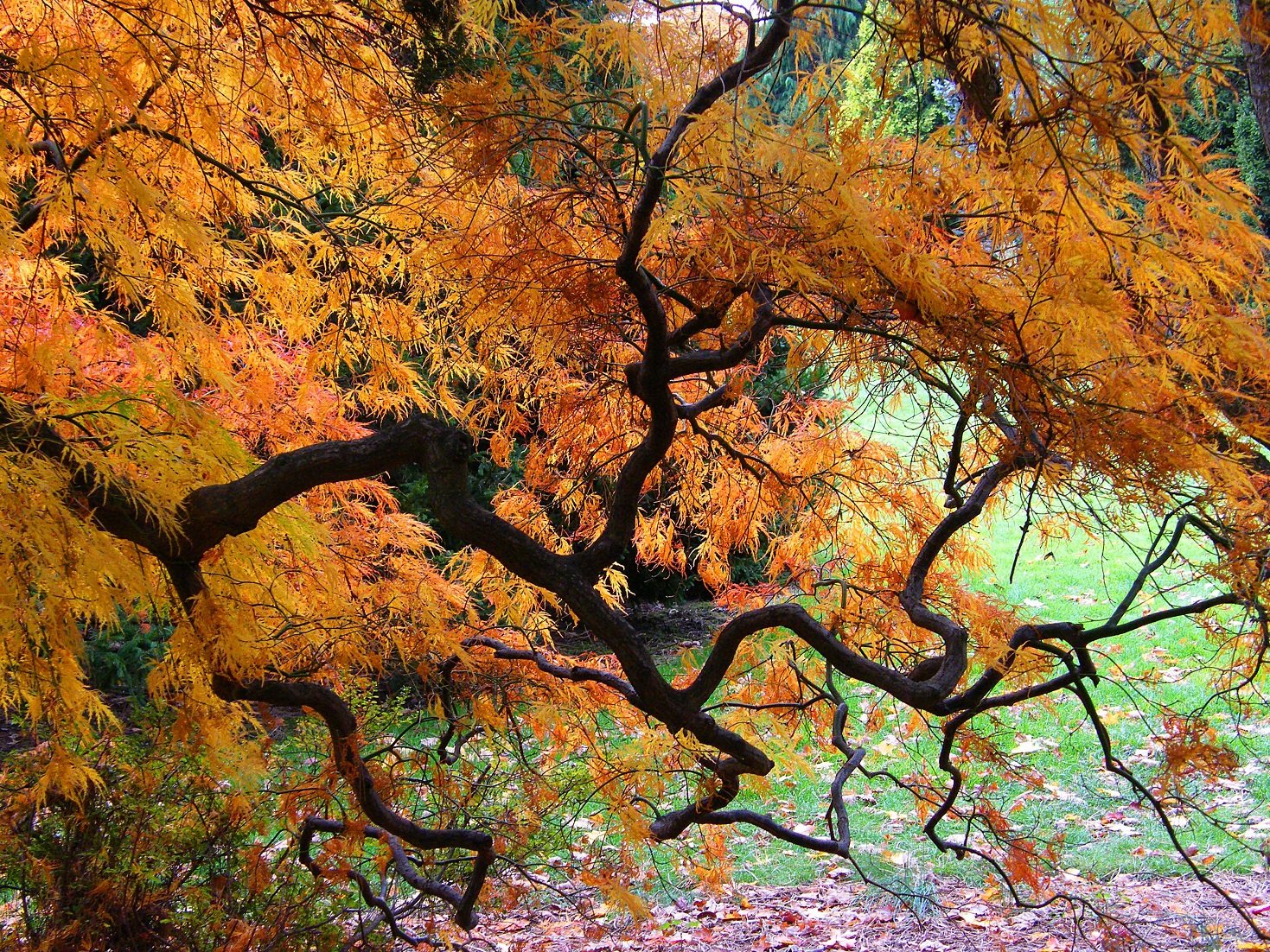 automne, Season, Nature, Landscapes, Rain, Fall, Wallpapers, Leaf, Tree, Campaign, Wet Wallpaper