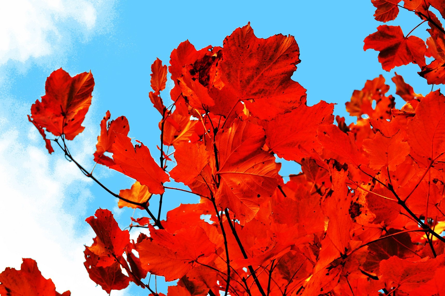 automne, Season, Nature, Landscapes, Rain, Fall, Wallpapers, Leaf, Tree, Campaign, Wet Wallpaper