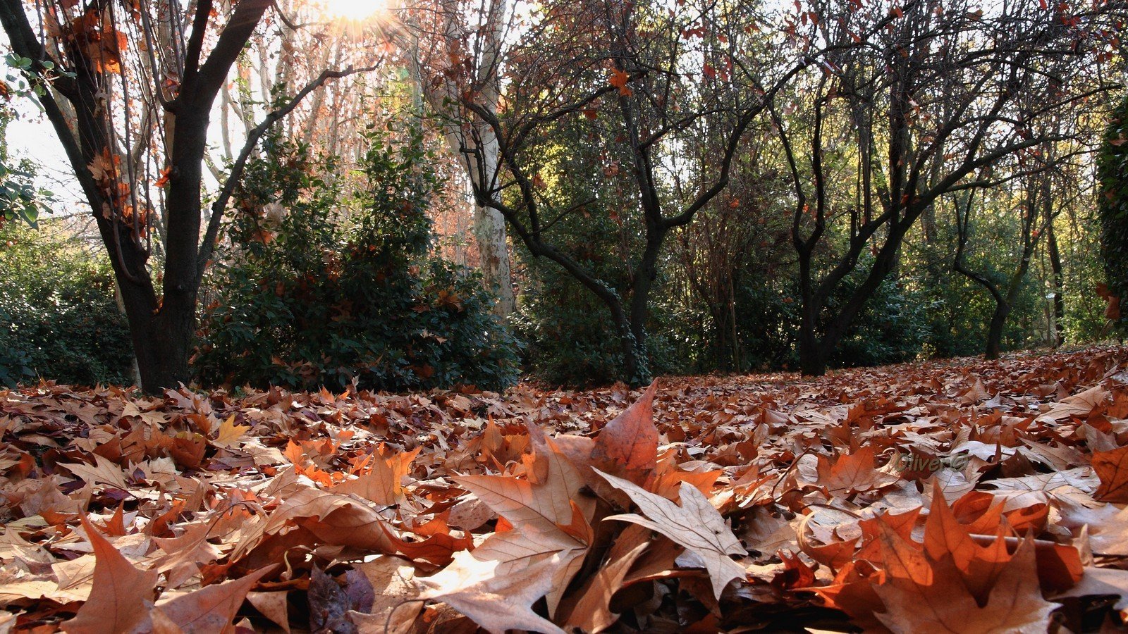 automne, Season, Nature, Landscapes, Rain, Fall, Wallpapers, Leaf, Tree, Campaign, Wet Wallpaper