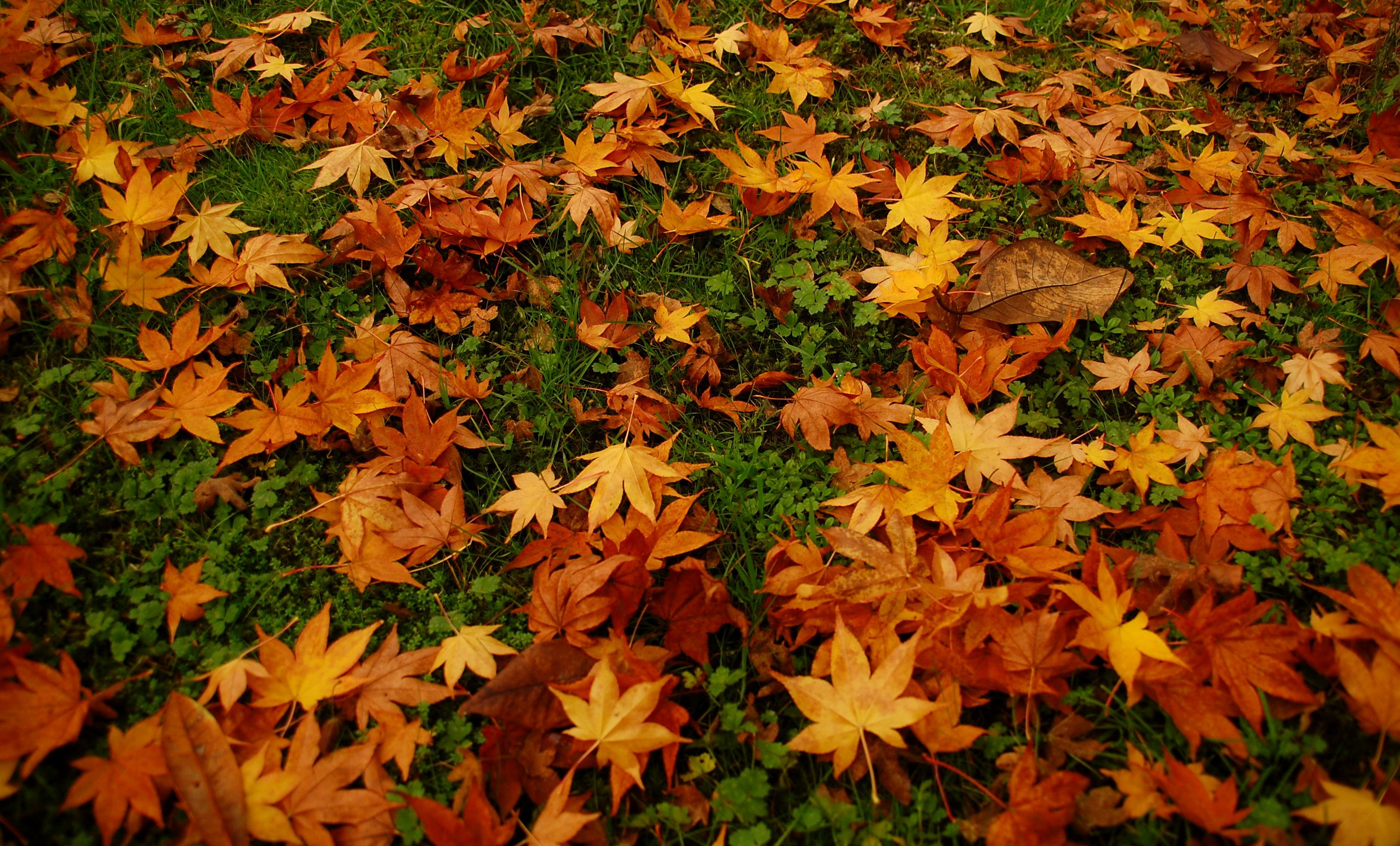 automne, Season, Nature, Landscapes, Rain, Fall, Wallpapers, Leaf, Tree, Campaign, Wet Wallpaper