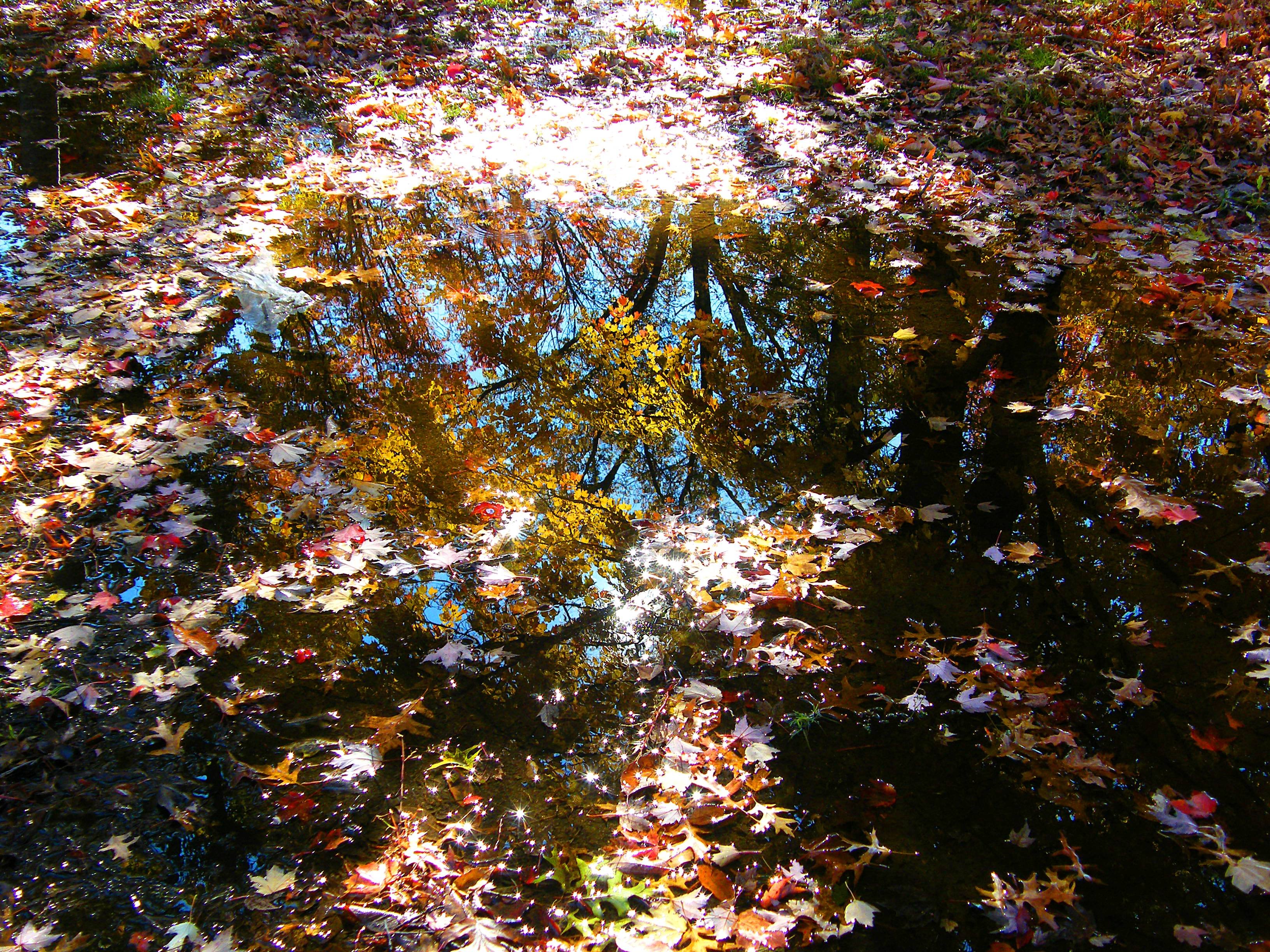 automne, Season, Nature, Landscapes, Rain, Fall, Wallpapers, Leaf, Tree, Campaign, Wet Wallpaper