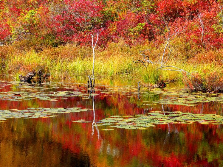 automne, Season, Nature, Landscapes, Rain, Fall, Wallpapers, Leaf, Tree, Campaign, Wet HD Wallpaper Desktop Background