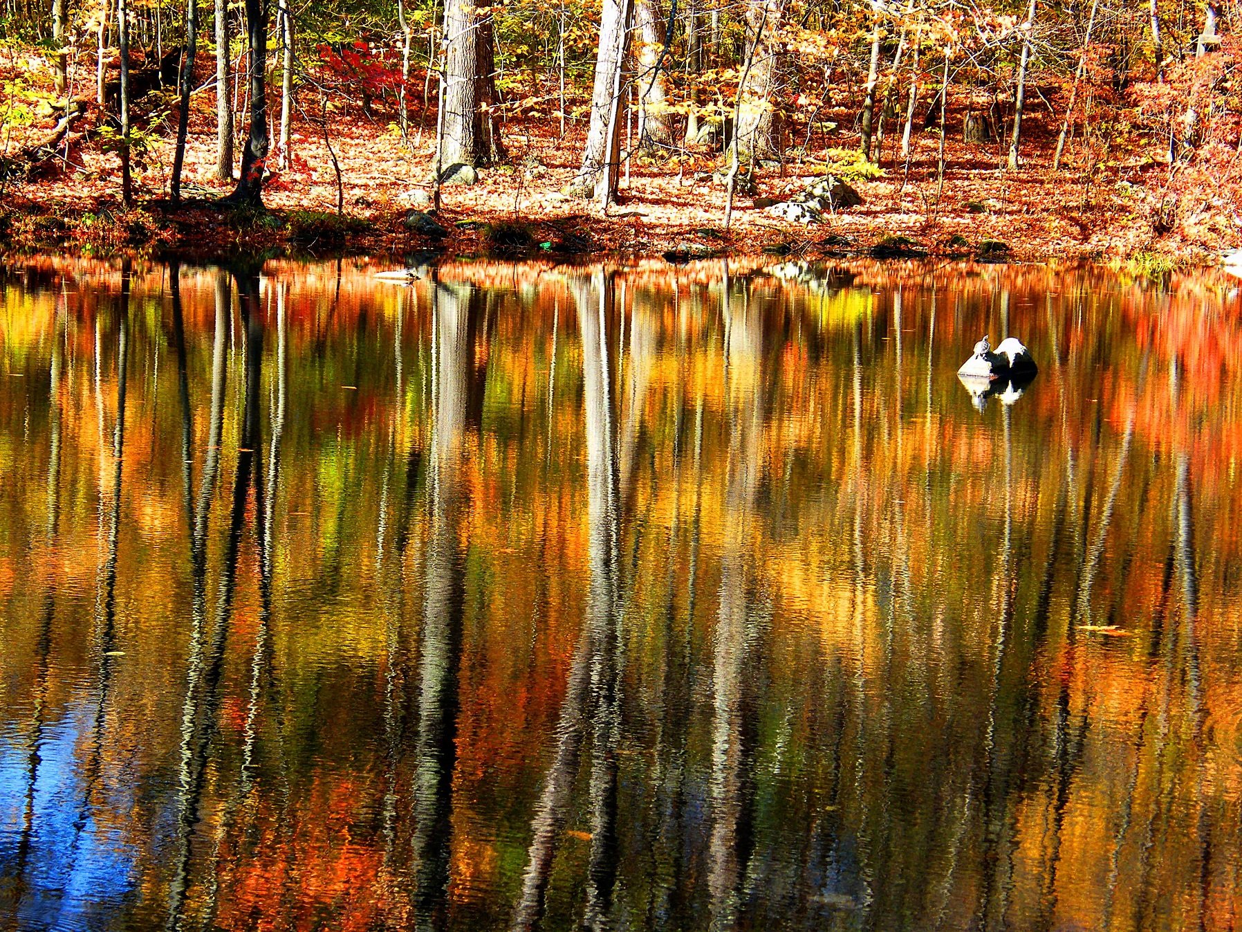automne, Season, Nature, Landscapes, Rain, Fall, Wallpapers, Leaf, Tree, Campaign, Wet Wallpaper