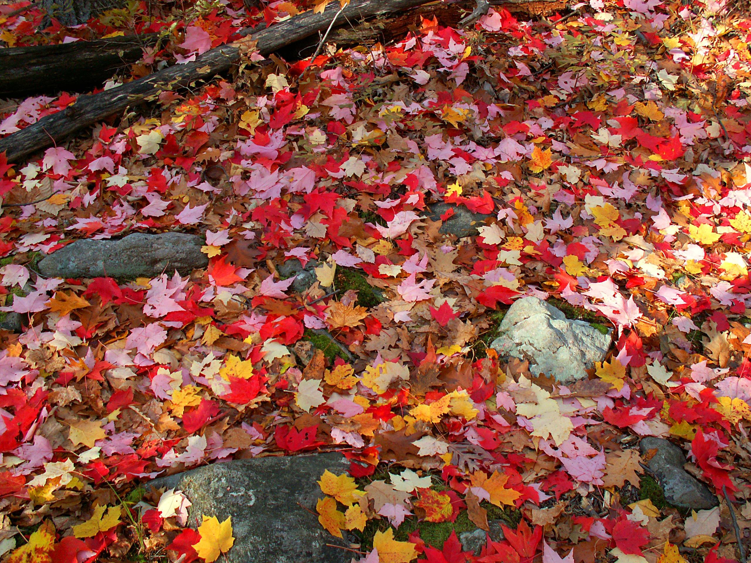 automne, Season, Nature, Landscapes, Rain, Fall, Wallpapers, Leaf, Tree, Campaign, Wet Wallpaper