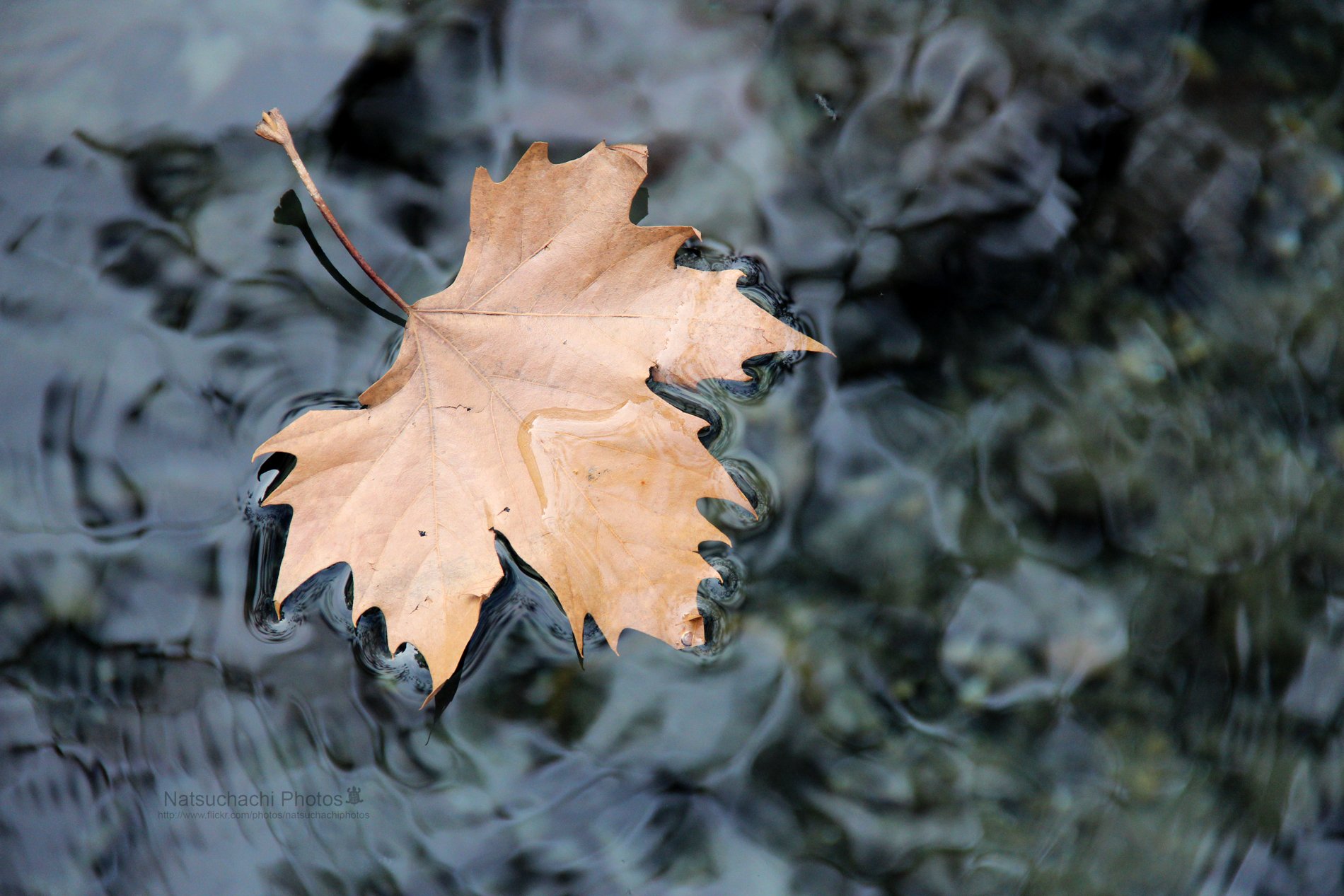 automne, Season, Nature, Landscapes, Rain, Fall, Wallpapers, Leaf, Tree, Campaign, Wet Wallpaper