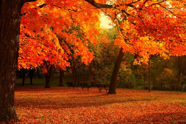 automne, Season, Nature, Landscapes, Rain, Fall, Wallpapers, Leaf, Tree ...