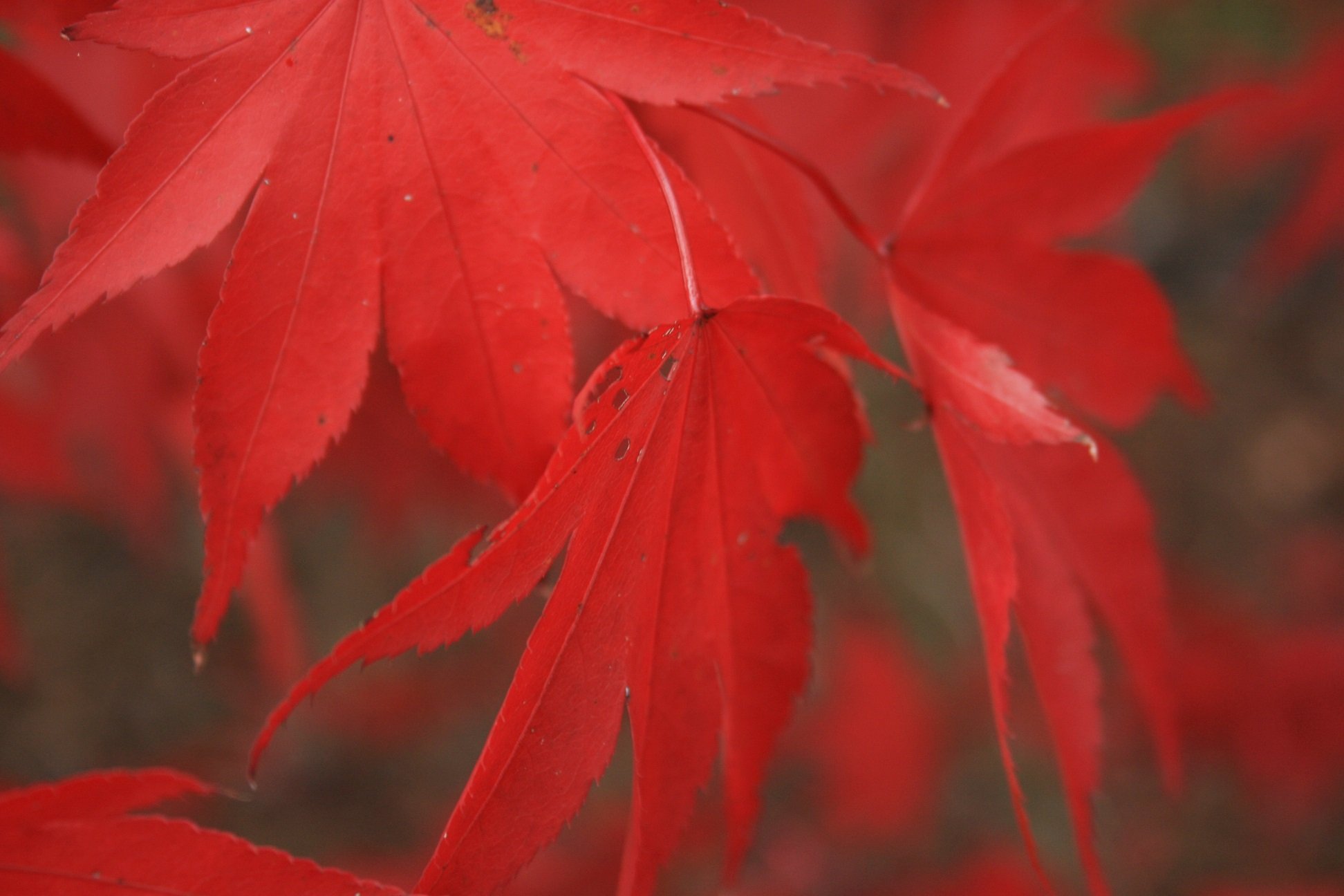 automne, Season, Nature, Landscapes, Rain, Fall, Wallpapers, Leaf, Tree, Campaign, Wet Wallpaper