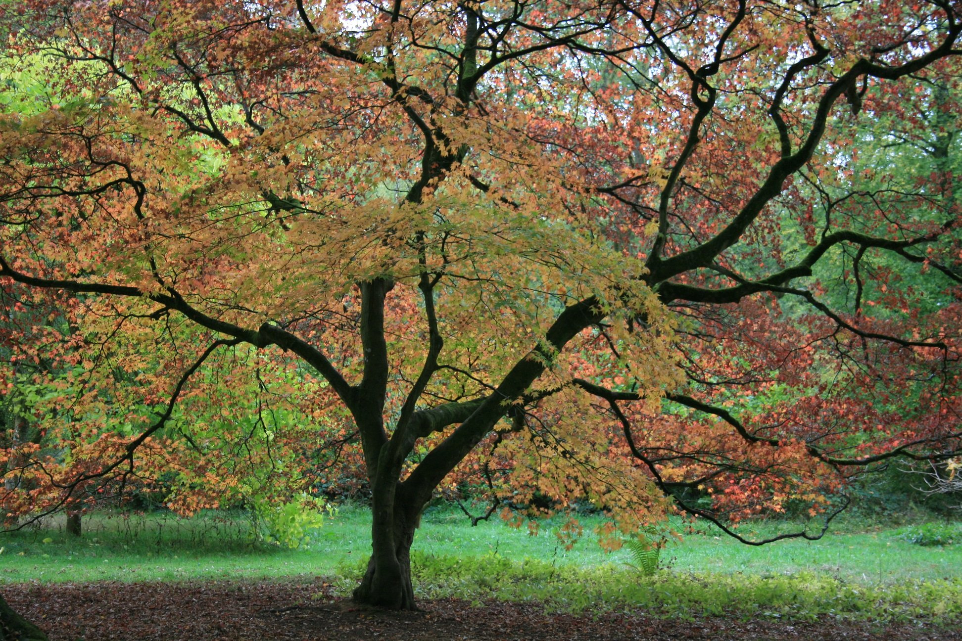 automne, Season, Nature, Landscapes, Rain, Fall, Wallpapers, Leaf, Tree, Campaign, Wet Wallpaper